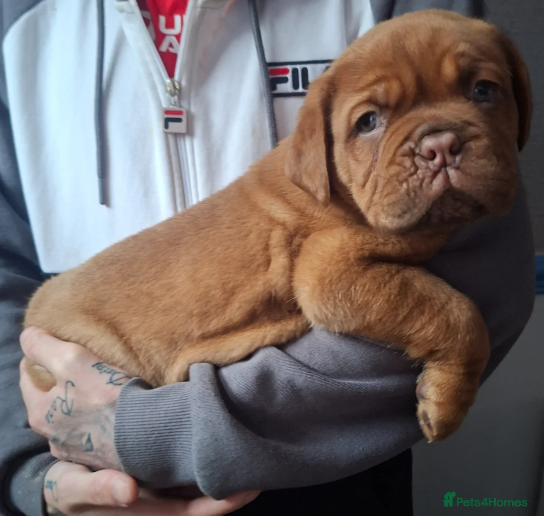 Dogue De Bordeaux dogs for sale: Pedigree Dogue De Bordeaux puppies - Advert 1