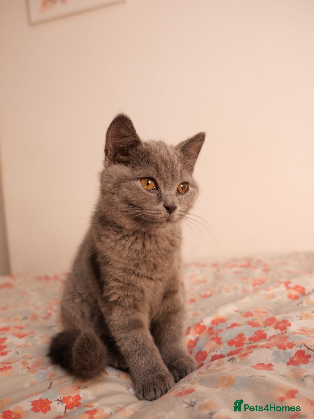 British Shorthair cats for sale: GCCF Registered British Shorthair Kittens -Cardiff - Advert 28