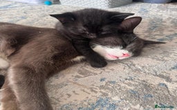 Mixed Breed cats for adoption: Rescue kittens bonded pair of girls abandoned - Image 11