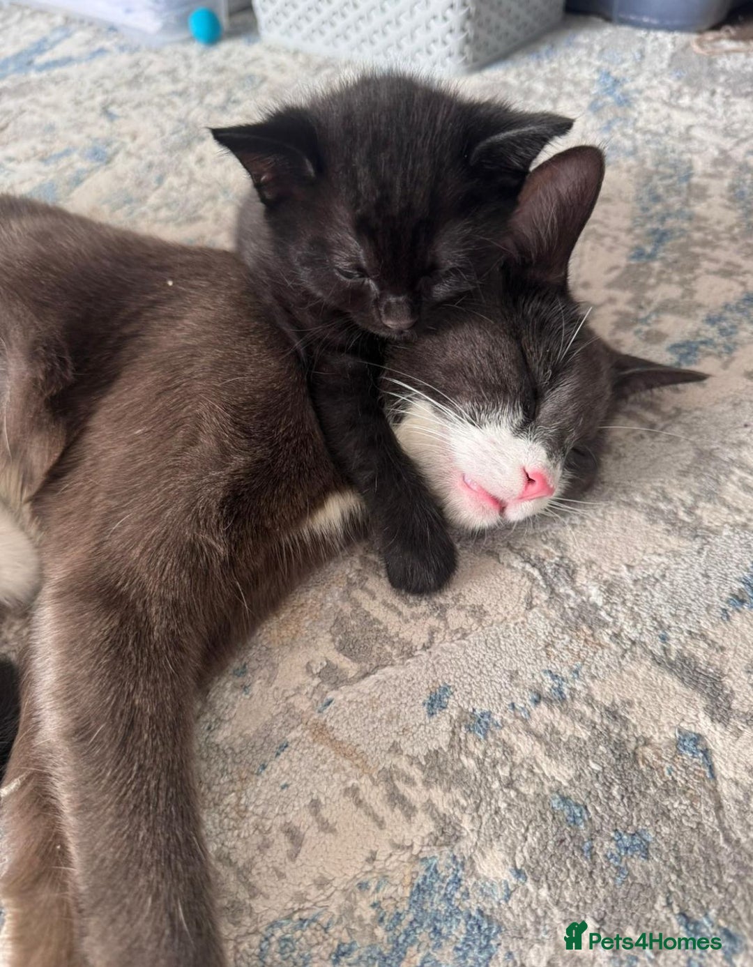 Mixed Breed cats for adoption: Rescue kittens bonded pair of girls abandoned - Image 11