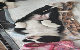 Sprollie dogs for sale: Puppies from Border Collie  - Image 10