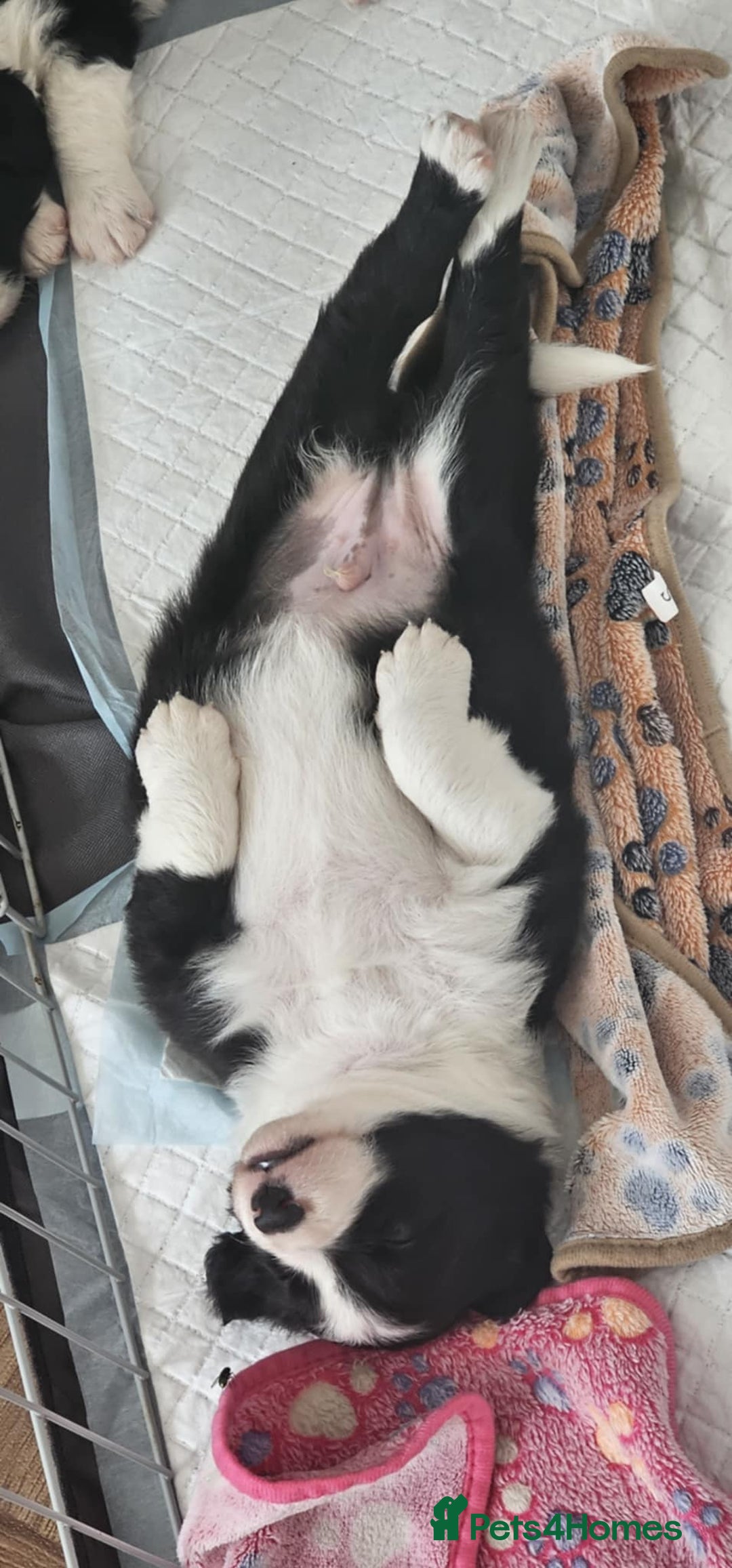 Sprollie dogs for sale: Puppies from Border Collie  - Image 10