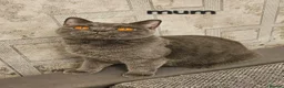 British Shorthair cats for sale: Blue British Shorthair kitten - Advert 14