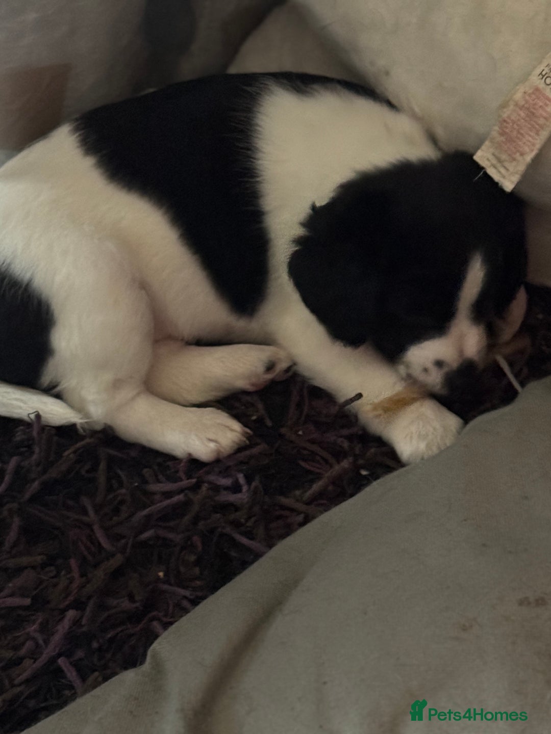 Patterjack dogs for sale: Two beautiful puppies for sale £350 each  - Advert 3