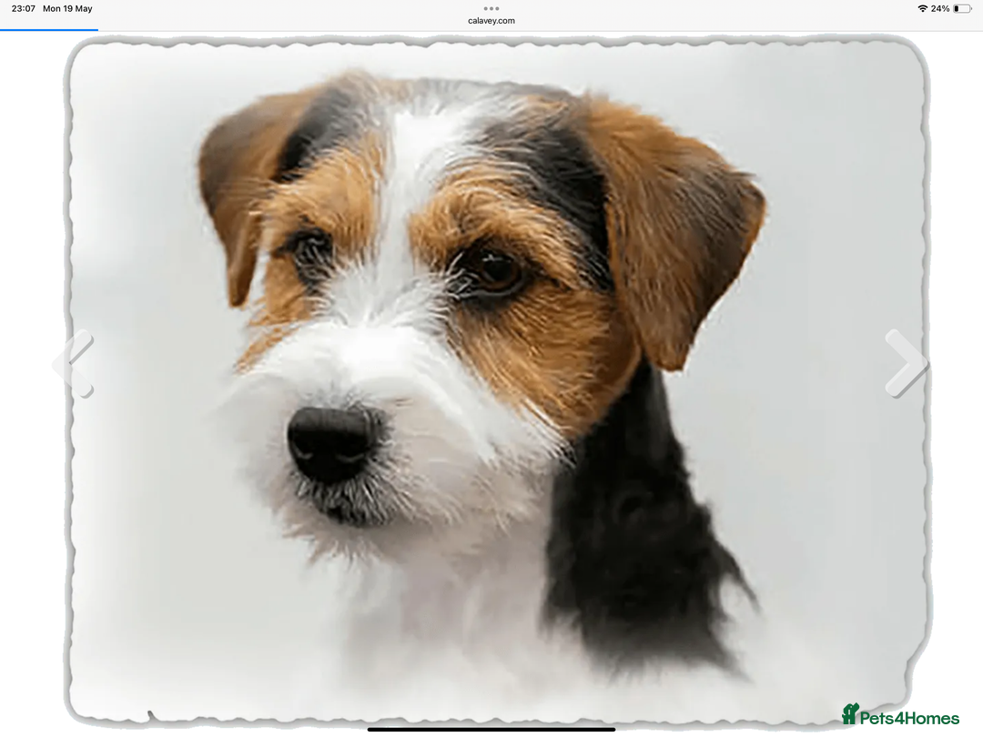 Jack Russell dogs for sale: Jack Russell Puppies - Image 19