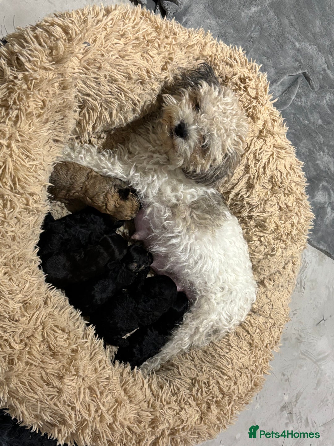 Poochon dogs for sale: Poochon puppies for sale - Image 1