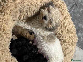 Poochon dogs for sale - Advert 1