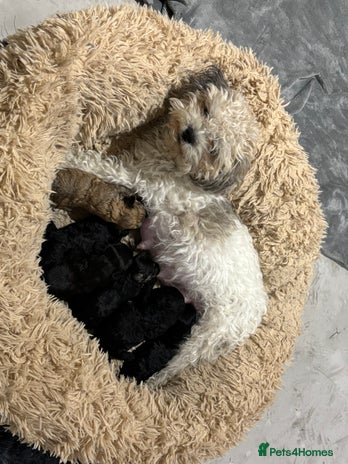 Poochon dogs - Advert 1