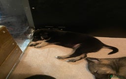 German Shepherd dogs for sale: Outstanding German shepherd pups  - Advert 8