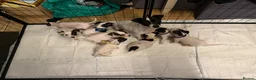 Jack Russell dogs for sale: Jack Russell puppies  in Epsom - Advert 2