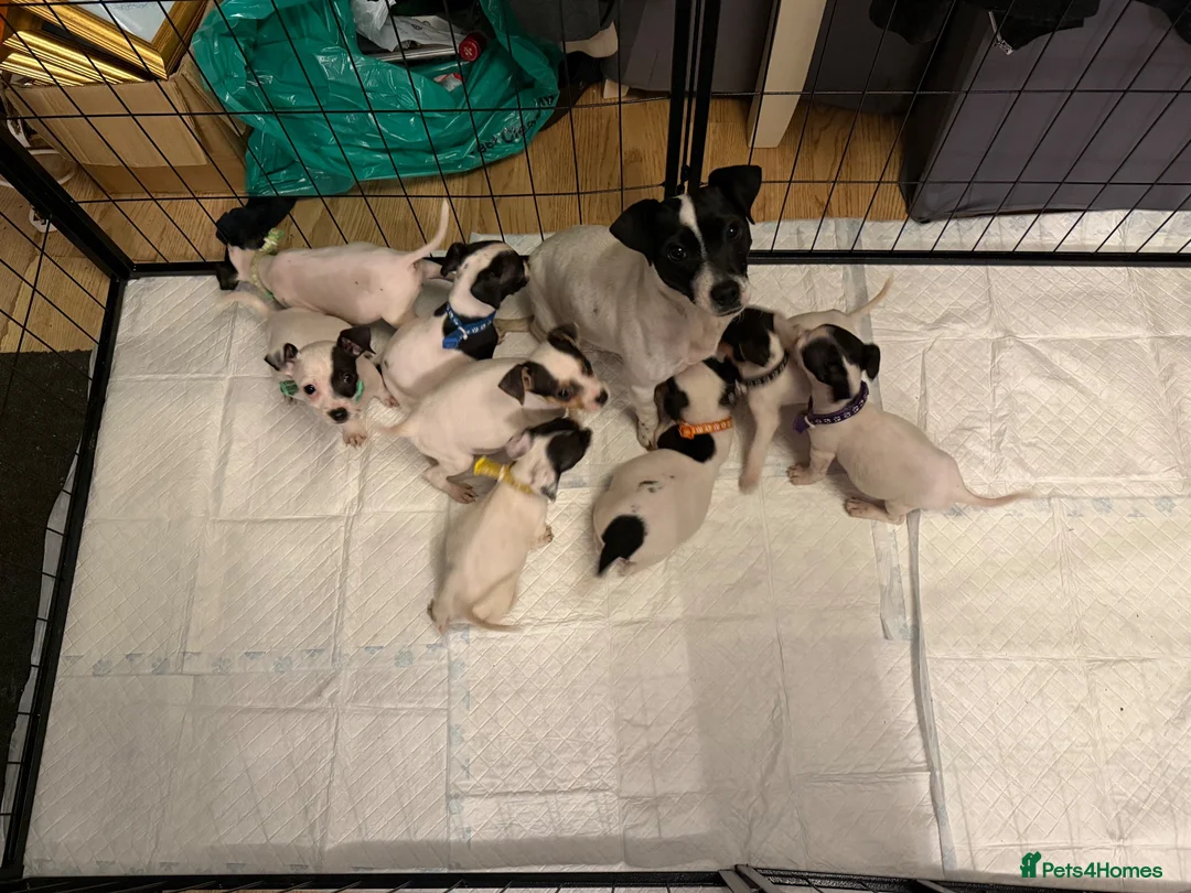 Jack Russell dogs for sale: Jack Russell puppies  in Epsom - Advert 2