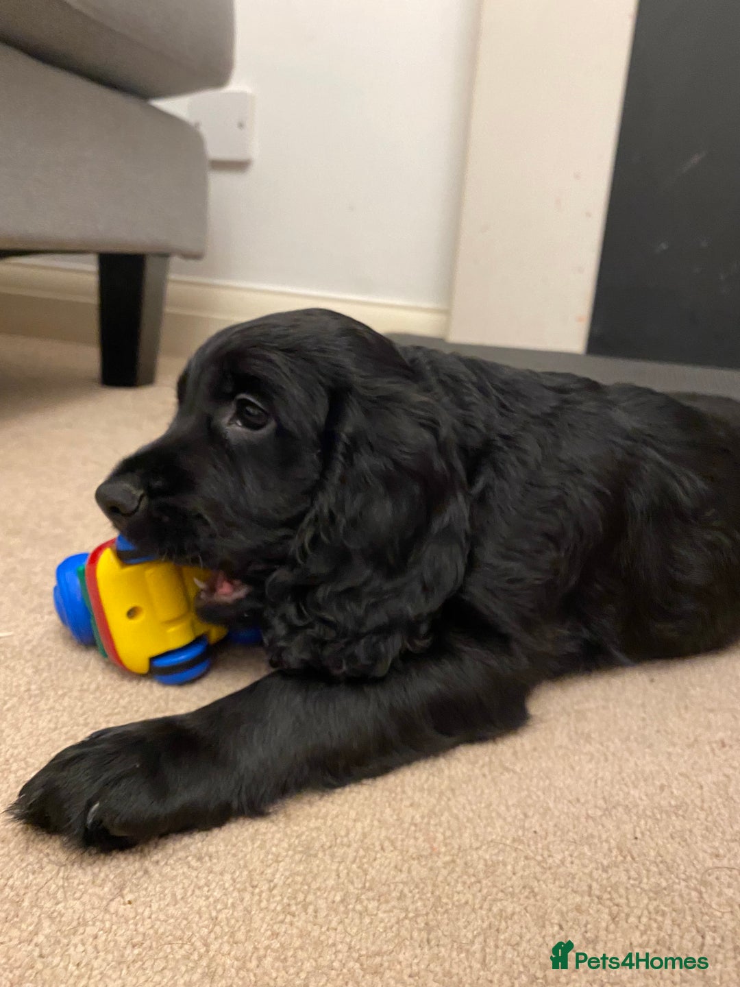 Cocker Spaniel dogs for sale: Superb Quality Royal KC Cocker Spaniel Puppies - Advert 14