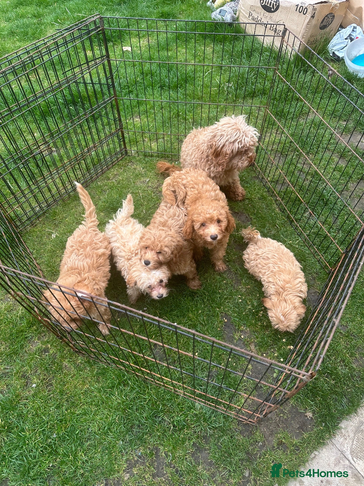 Maltipoo dogs Adorable Maltipoo Puppies 2 Girls 🐾 - Advert 12