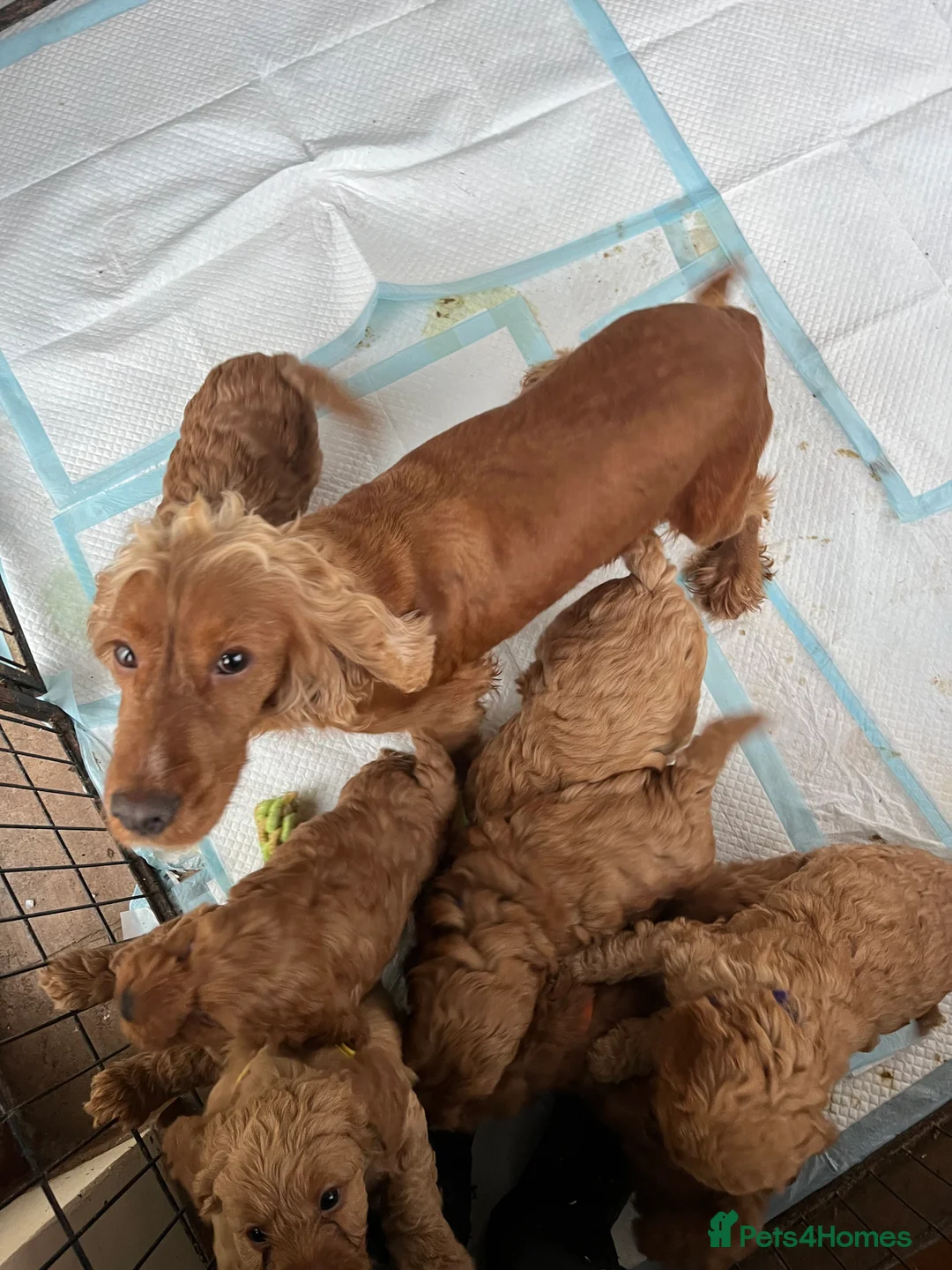 Cockapoo dogs for sale: Stunning cockapoo puppies  - Advert 8