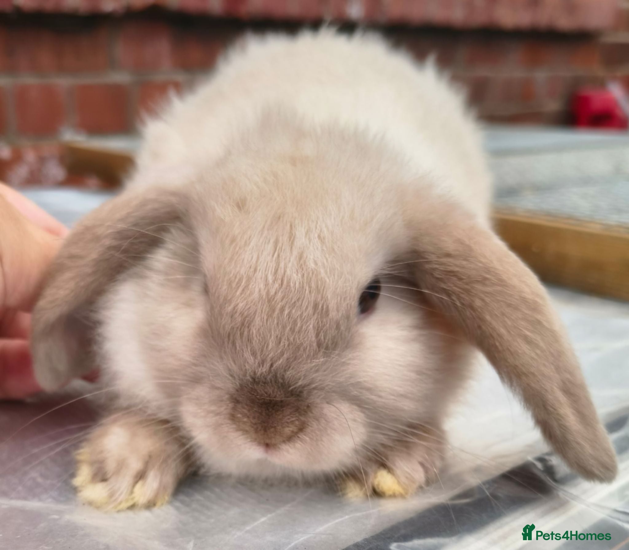 Mini Lop rabbits Gorgeous mini lop baby girl left  - Advert 4
