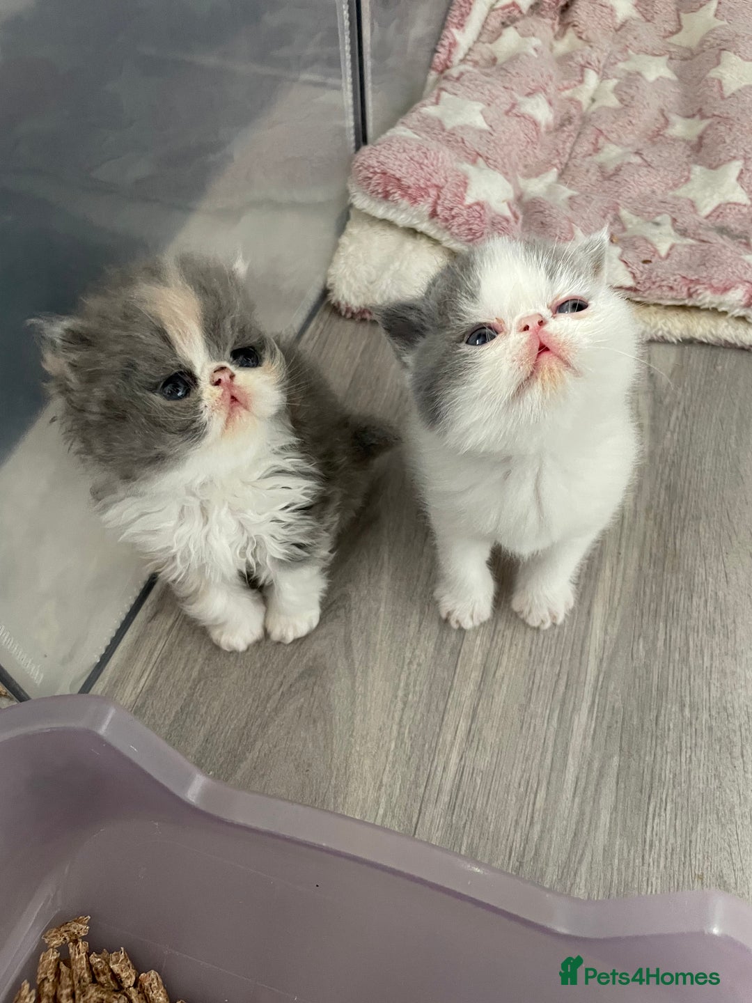 Exotic cats for sale: 🔥GCCF EXOTIC KITTENS READY DECEMBER  **  - Advert 14