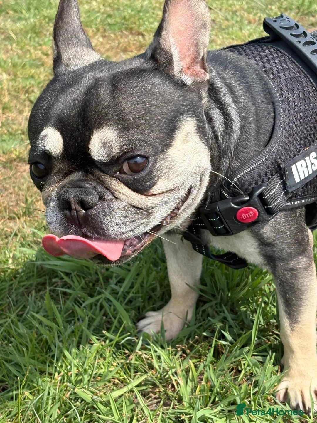 French Bulldog dogs for sale: 5 year old frenchie  in Woking - Advert 1