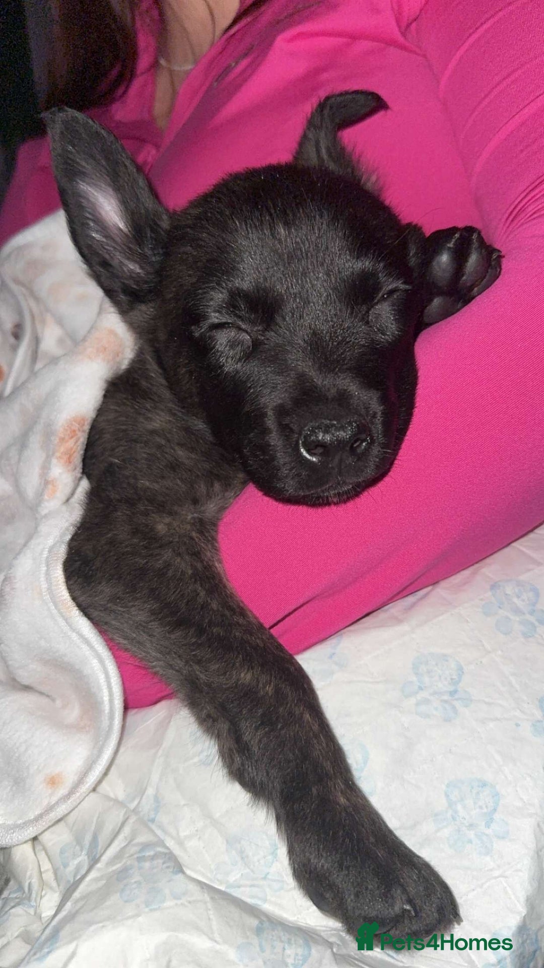 Mixed Breed dogs for sale: Belgium malinos x German shepherd - Advert 5