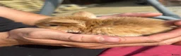 Mini Lop rabbits for sale: Mini lop rabbits - Advert 7