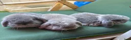 Mini Lop rabbits for sale: 3 Beautiful baby boy mini lops needing good homes in Bridport - Advert 8