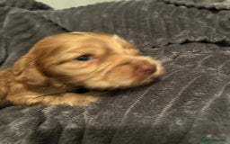 Cocker Spaniel dogs for sale: 🐾Cocker Spaniel Puppies-Ready in 5 Weeks🐾 - Image 32