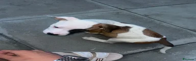 American Bulldog 4