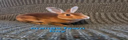Rex rabbits for sale: Breeding pair of Unrelated mini rex - Advert 3