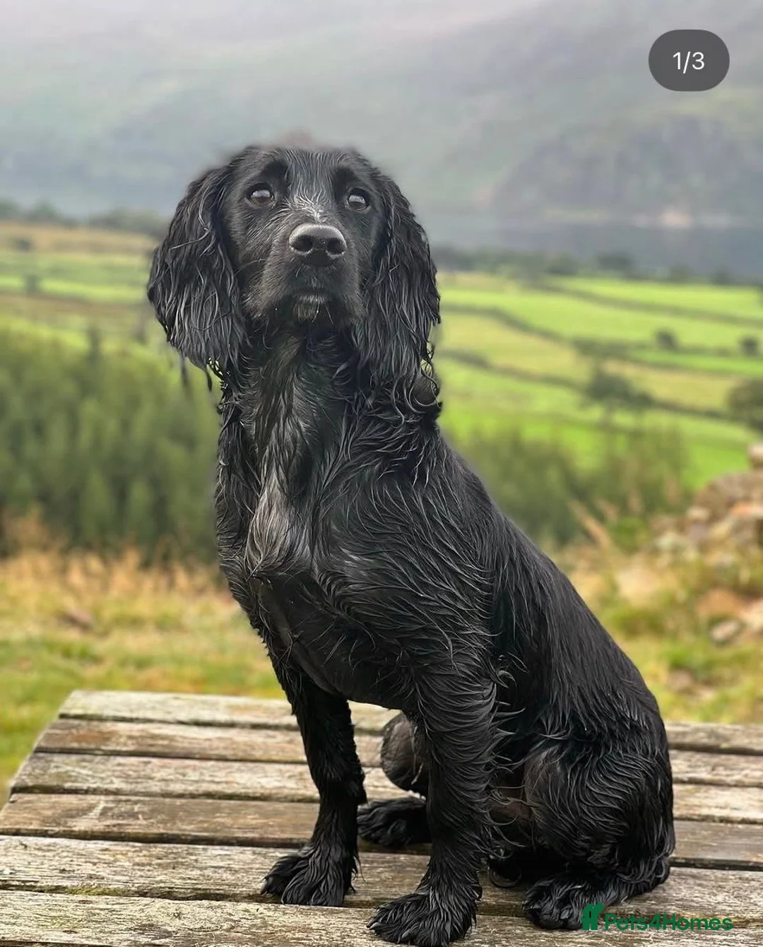 Cocker Spaniel dogs for sale: KC Reg Working Cocker Spaniel puppies in Workington - Advert 1