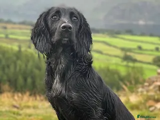 Cocker Spaniel dogs KC Reg Working Cocker Spaniel puppies - Advert 1