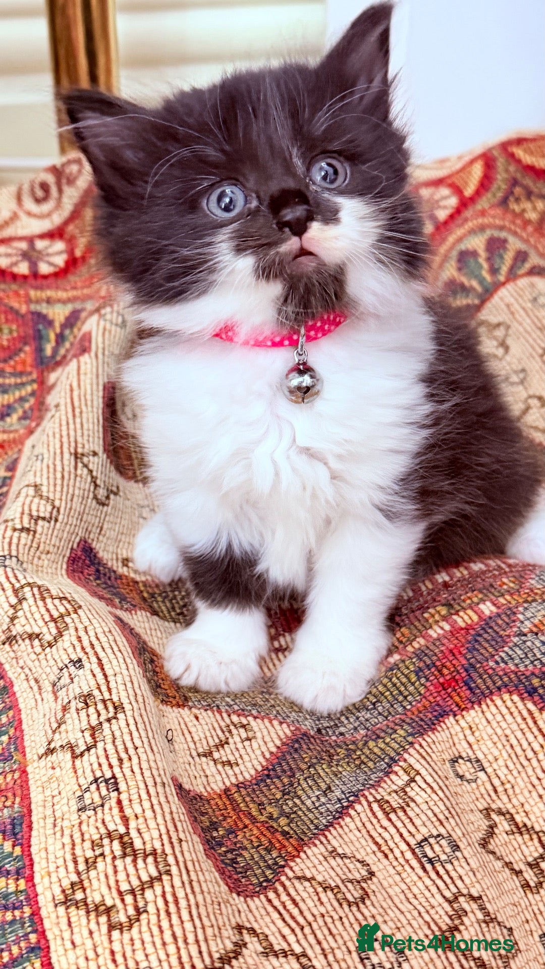 RagaMuffin cats 🤎Beautiful Ragamuffin Kittens🤎 - Advert 7