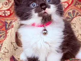 RagaMuffin cats 🤎Beautiful Ragamuffin Kittens🤎 - Advert 4