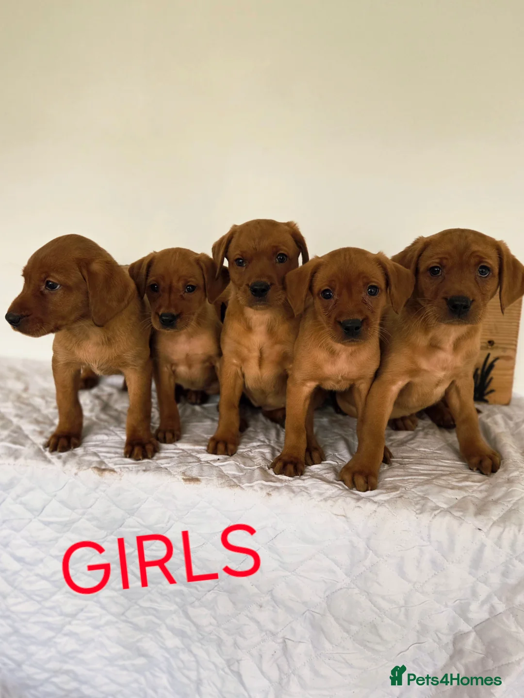 Labrador Retriever dogs for sale: Propa Fox Red lab Pups available  - Advert 15
