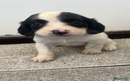 Cocker Spaniel dogs for sale: Working cocker spaniel puppies - Image 11