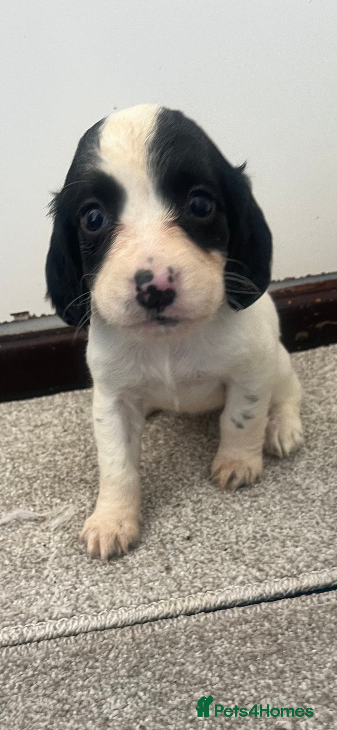 Cocker Spaniel dogs for sale: Working cocker spaniel puppies - Image 11