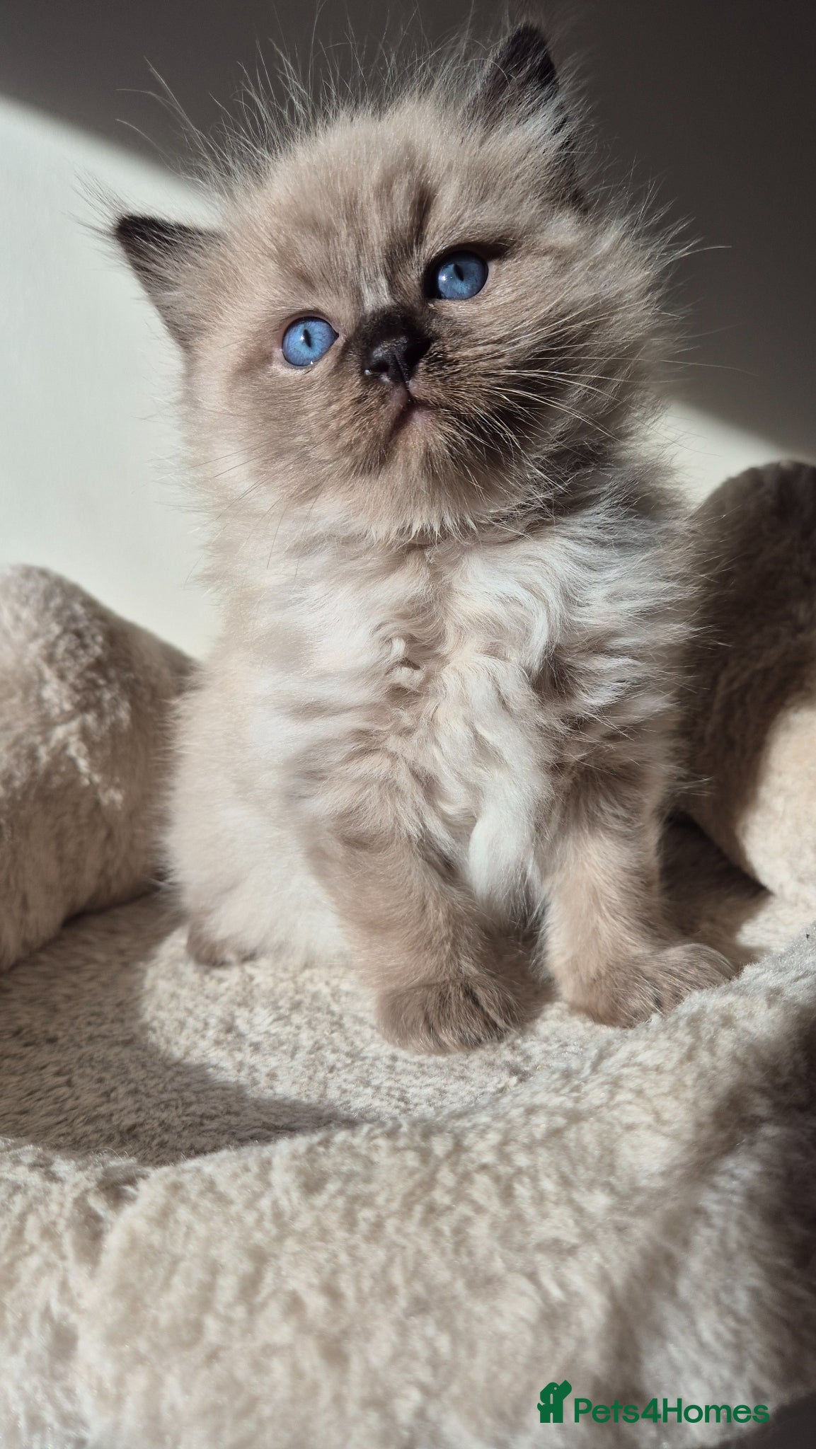 Ragdoll cats Our beautiful boys 🥹🐾🫶 - Advert 1