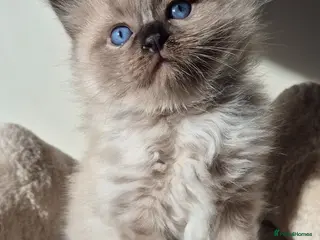 Ragdoll cats Our beautiful boys 🥹🐾🫶 - Advert 1