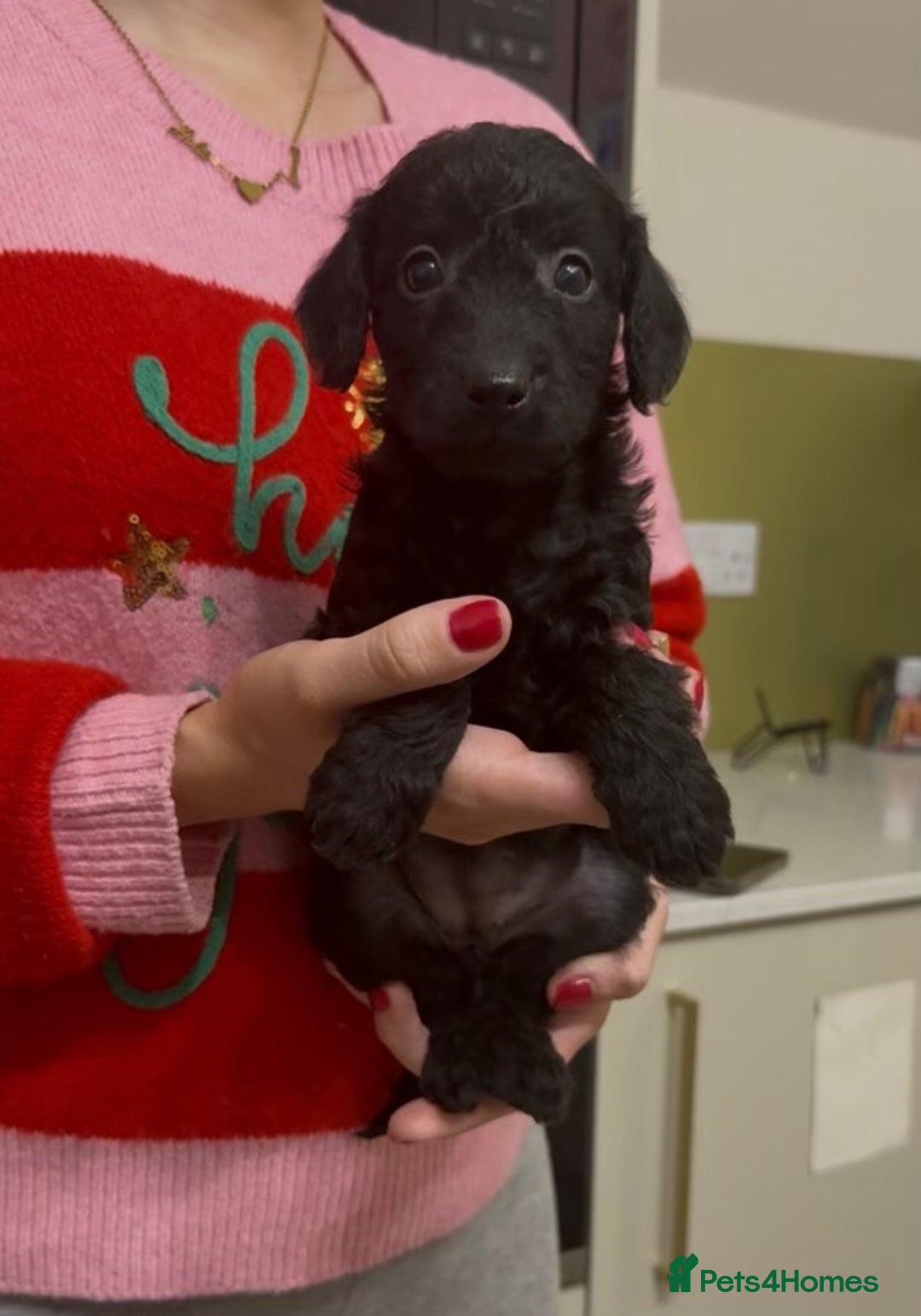 Mixed Breed dogs for sale: Gorgeous Patterpoo puppies, patterdale/poodle - Advert 5