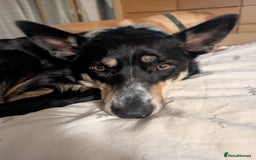 Border Collie dogs for sale: Beautiful border collie ❤️ - Advert 1