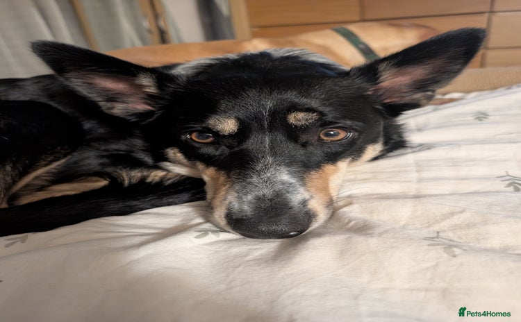 Border Collie dogs Beautiful border collie ❤️ - Advert 1