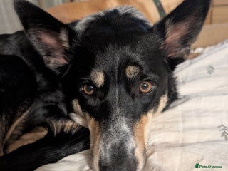 Border Collie dogs for sale: Beautiful border collie ❤️ - Advert 1