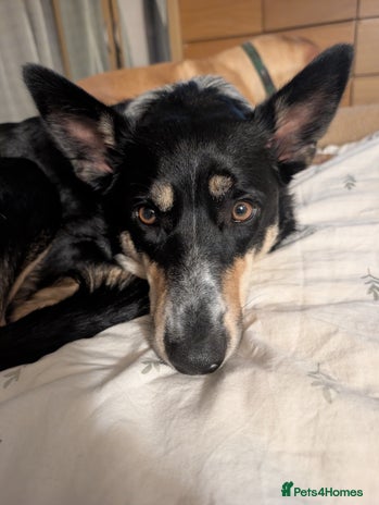 Border Collie dogs Beautiful border collie ❤️ - Advert 1