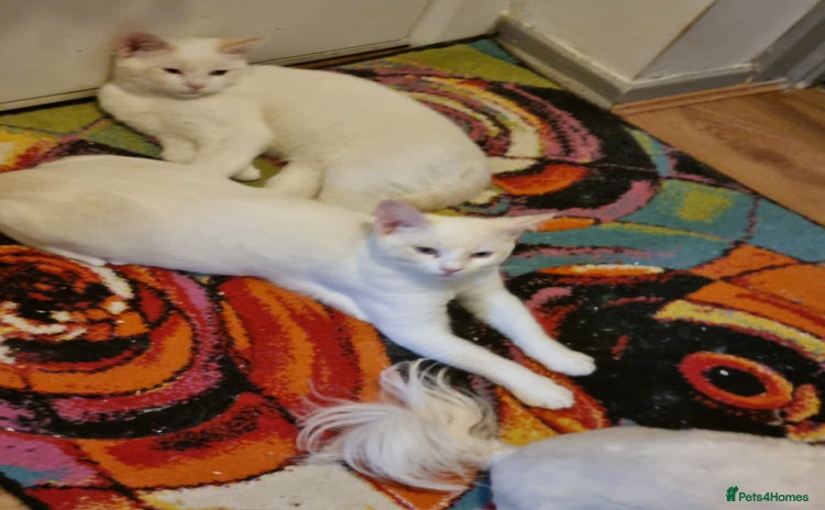 Siamese cats Flame point siamese  - Advert 1