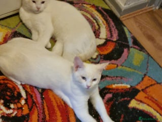 Siamese cats Flame point siamese - Advert 1