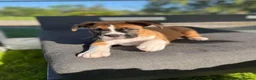 Boxer dogs for sale: Male Female Boxer Puppies in London - Advert 7