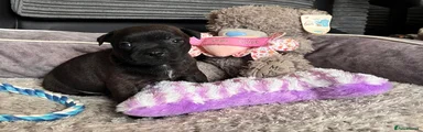 Brindle boy