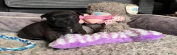 Staffordshire Bull Terrier dogs for sale: Show quality Brindle boys - last available £1300 - Advert 13