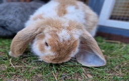 French Lop rabbits for sale: French lop/continental giant babies - Image 4