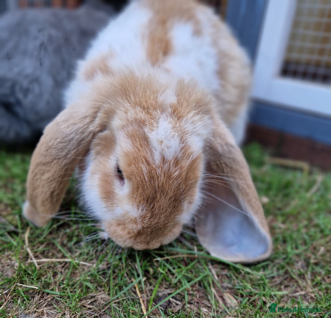 French Lop rabbits for sale: French lop/continental giant babies - Image 4