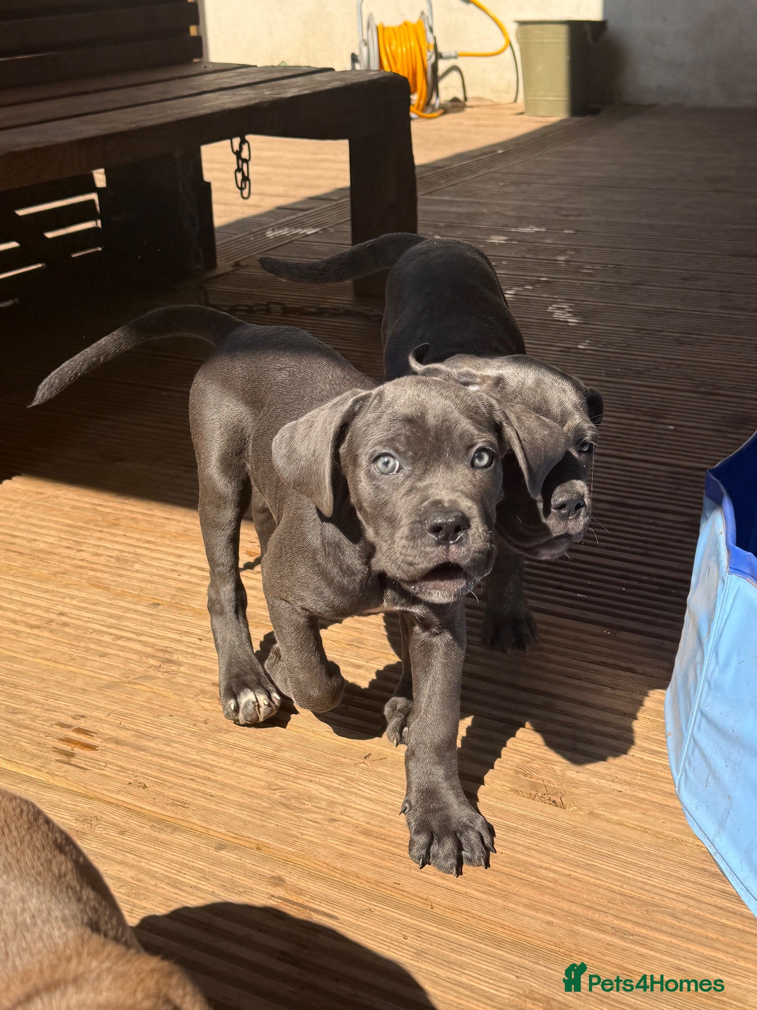Cane Corso dogs Last 4 left looking for their forever 🏡!🥰 - Advert 1