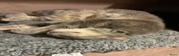 Domestic Shorthair cats for sale: Grey tabby female - 3 years old in Mexborough - Advert 8